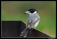 grey butcherbird 0322