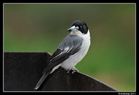 grey butcherbird 0323