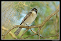 grey butcherbird 3019