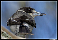 grey butcherbird 5