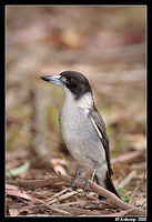 grey butcherbird2033