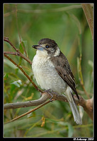 grey butcherbird2035