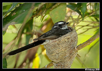 grey fantail 2582 cropped