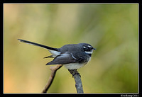 grey fantail 0370