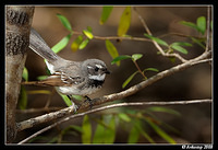 grey fantail904