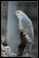 grey goshawk 1670