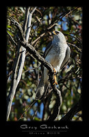 grey goshawk 4368 copy