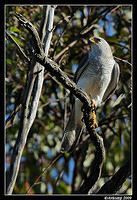 grey goshawk 4368