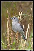 grey shrike thrush 1960