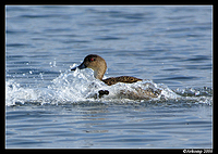 grey teal landing 4