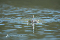 hoary headed grebe 7948