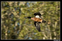 homebush chestnut teal 1