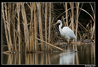 homebush friday great egret 1