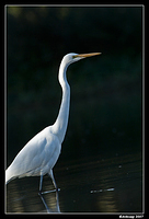 homebush friday great egret 5