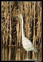 homebush great egret 1