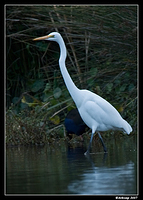 homebush great egret 13