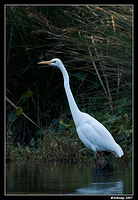 homebush great egret 14