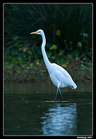 homebush great egret 18