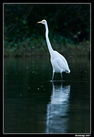 homebush great egret 20