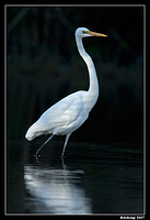 homebush great egret 22