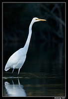 homebush great egret 23