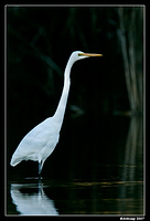 homebush great egret 24