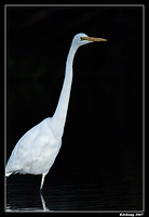 homebush great egret 30