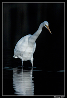 homebush great egret 32