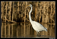 homebush great egret 4