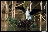 homebush little pied cormorant a