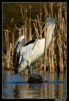 homebush pelican 0048