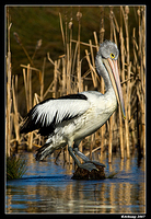 homebush pelican 0050