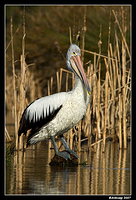 homebush pelican 0060