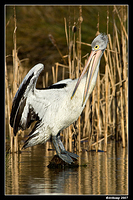 homebush pelican 0068