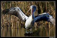 homebush pelican 0097