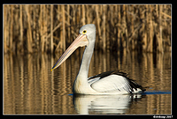 homebush pelican 0103