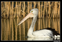 homebush pelican 0106