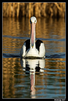 homebush pelican 137