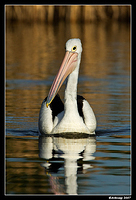 homebush pelican 138