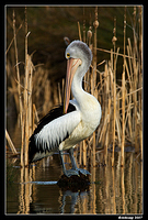 homebush pelican 142