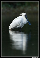 homebush royal spoonbill 1