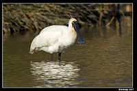 homebush royal spoonbill 132