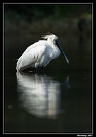 homebush royal spoonbill 2