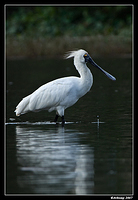 homebush royal spoonbill 4