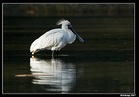 homebush royal spoonbill 5