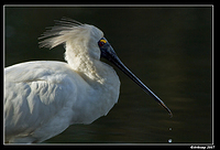 homebush royal spoonbill 8