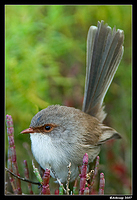 homebush superb fairy wren female 0002s3500