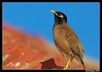 indian myna 11