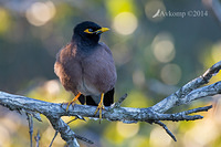 indian myna 15507