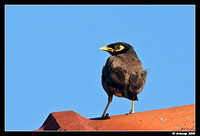 indian myna